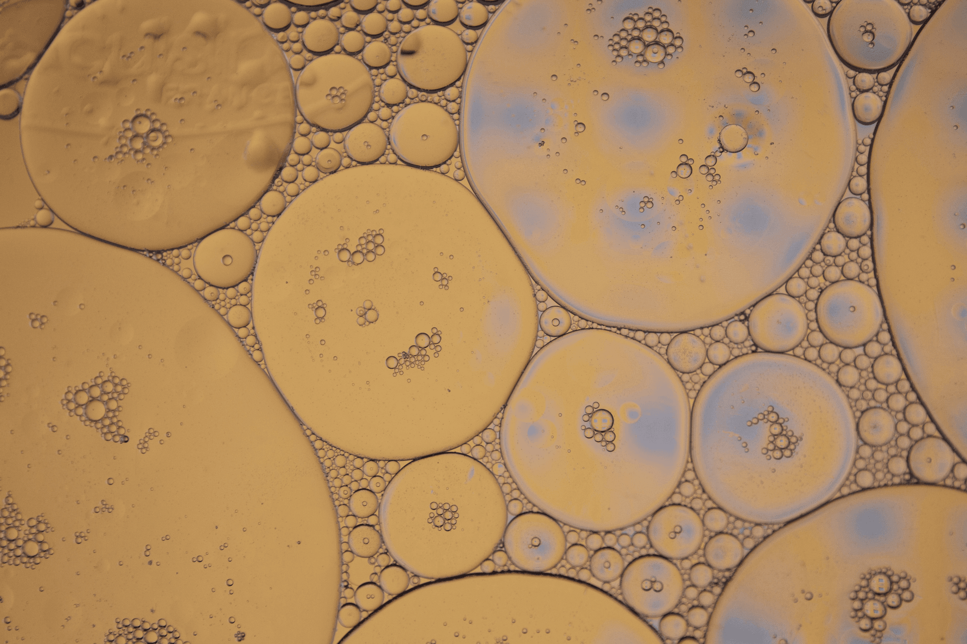 BCIC International Biomedical Entrepreneurship Competition Banner